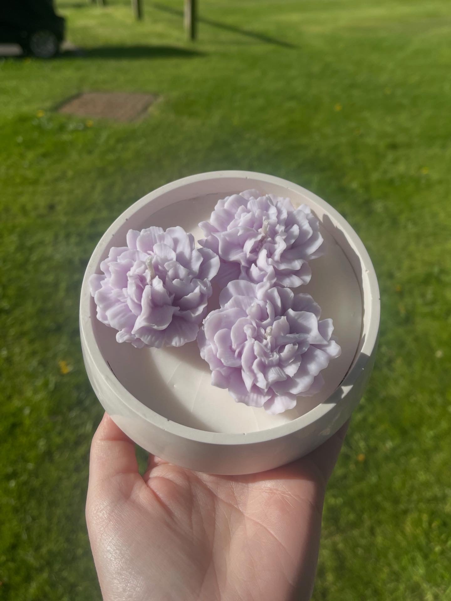 Purple Carnation
