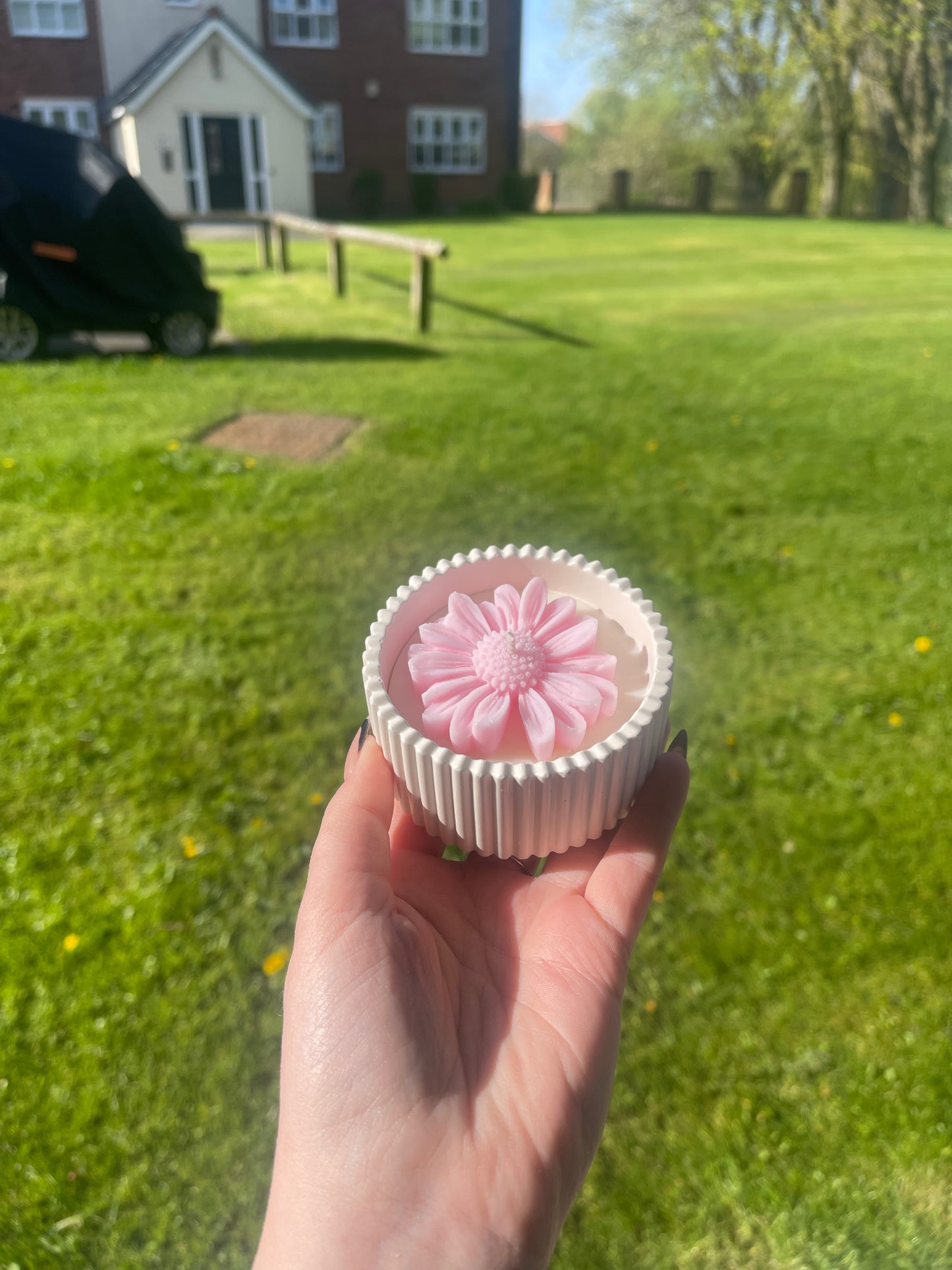 Pink Daisy