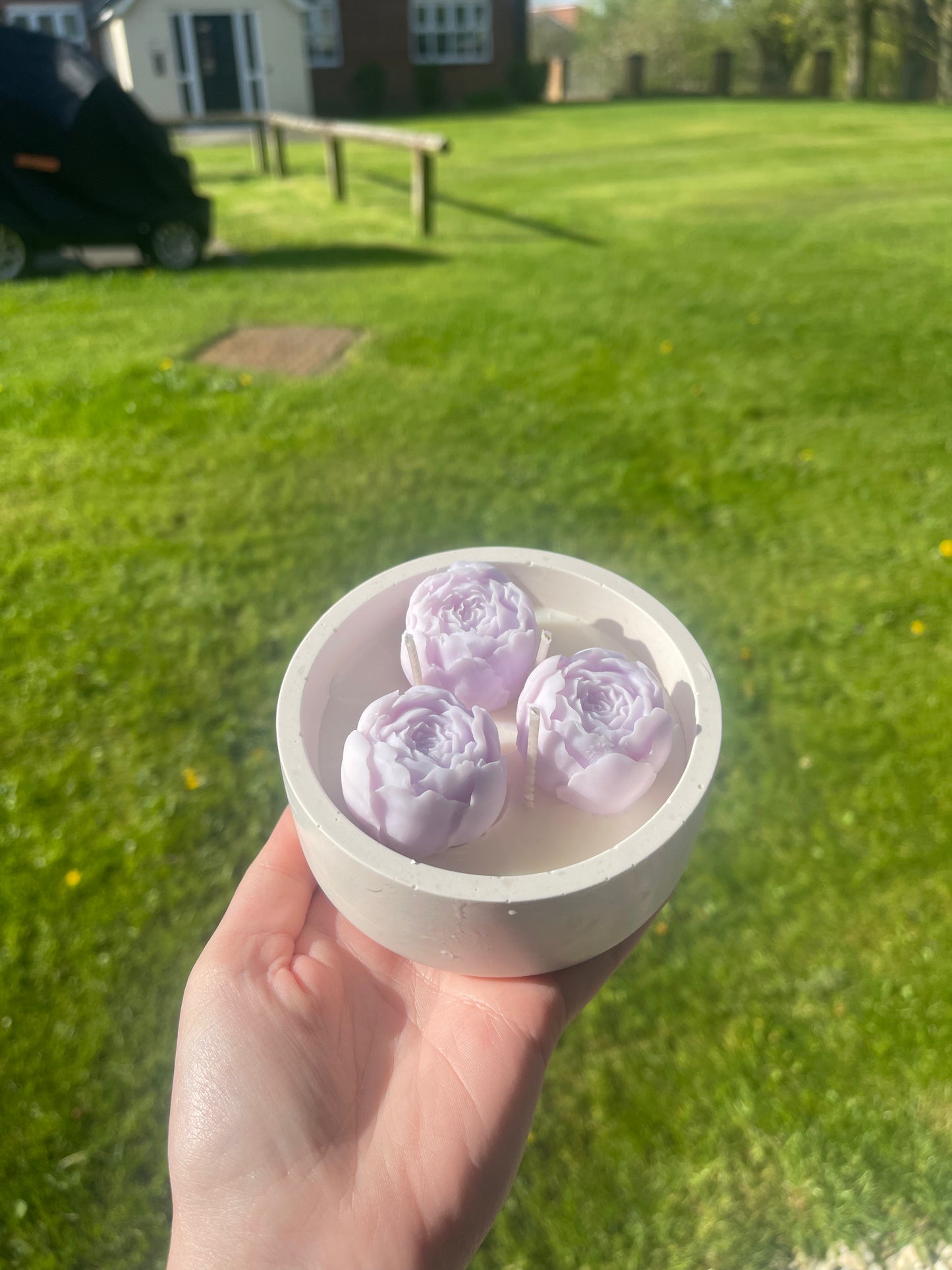 Purple Peonies