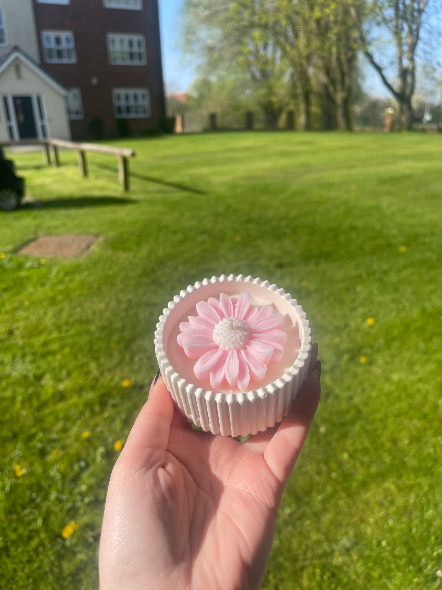 Pink and White Daisy